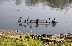 春色三月，醉美江西