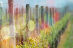 流年無恙，光陰留香