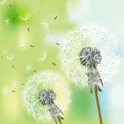 你若盛開，清風自來