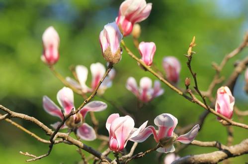 一年之計(jì)在于春，擼起袖子加油干