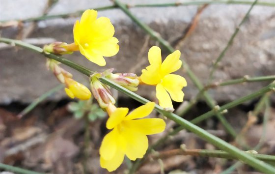 春天已經(jīng)到來，勝利的腳步還會遠嗎？