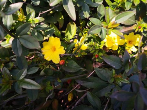 新寧項目的三八“女神節(jié)”