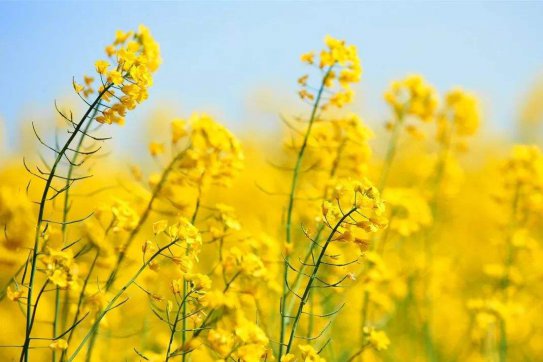 待到疫情散去，一起笑看春暖花開