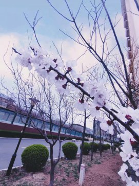 桃紅，那一抹迷人的春色